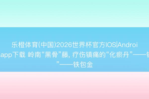 乐橙体育(中国)2026世界杯官方IOS|Android手机app下载 岭南“黑骨”藤， 疗伤镇痛的“化瘀丹”——铁包金